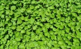 Gotu Kola - rostlina
