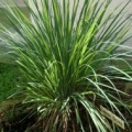 Lemongrass-rostlina