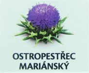 Ostropestřec mariánský 