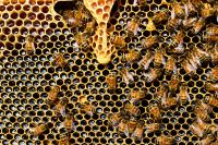 Léčivé včelí produkty
