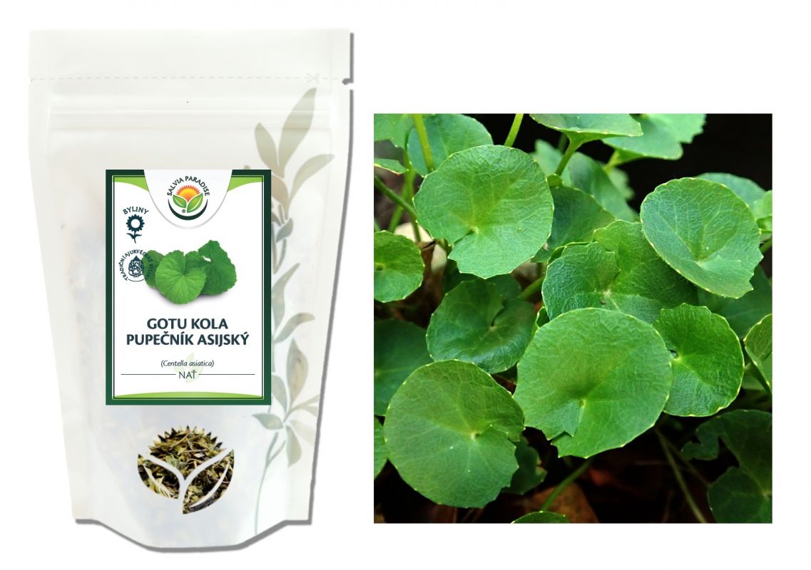Gotu Kola Pupečník Asijský