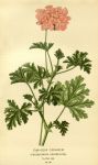 Geranium Pelargonie