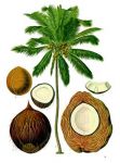 Kokos