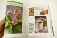 Léčivé bylinky kniha s recepty