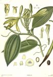 Vanilka rostlina