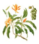 Magnolie list - éterický olej