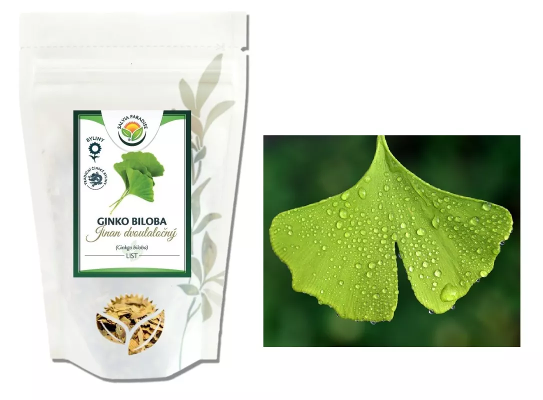 Jinan dvoulaločný Ginkgo biloba