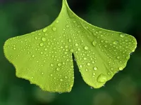 Jinan dvoulaločný Ginkgo biloba