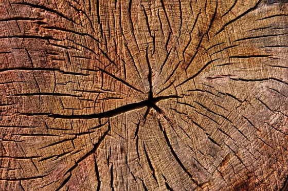 Hnědá-dřevo-stromy